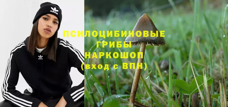 даркнет телеграм  Дмитров  Псилоцибиновые грибы Psilocybe 